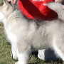 11 weeks old