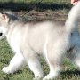 11 weeks old
