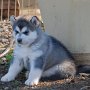 4 and a half weeks old