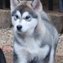 10 weeks old