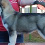 12 weeks old