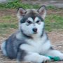 12 weeks old