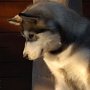 14 weeks old