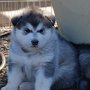 4 and a half weeks old