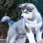 10 weeks old