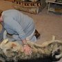 CJ getting some lovin from Carol