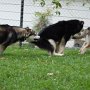 CJ, Oscar and April
