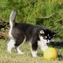 Logan learning to play soccer.