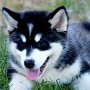 Logan - 11 weeks