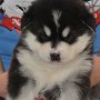 Logan - 4 weeks
