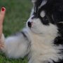Logan - 5 weeks learning "high 5"