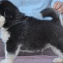 Logan - 5 weeks