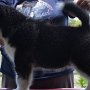 Logan - 8 weeks