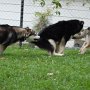 CJ, Oscar and April