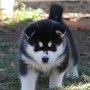 4 and a half weeks old