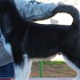12 weeks old
